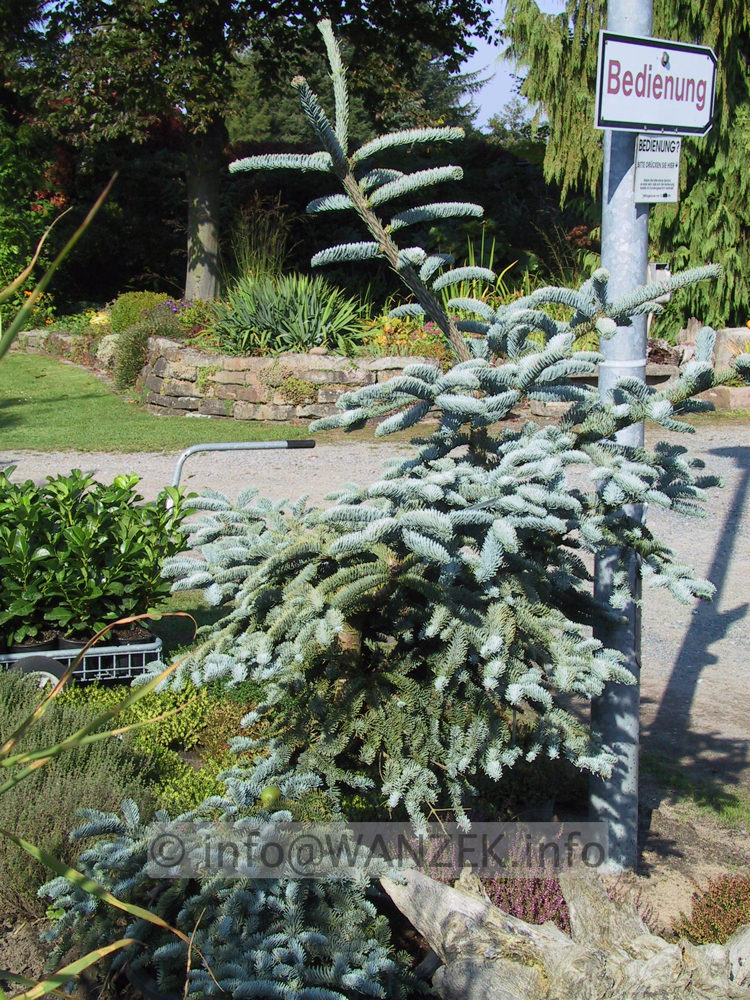 Abies procera Glauca2.JPG
